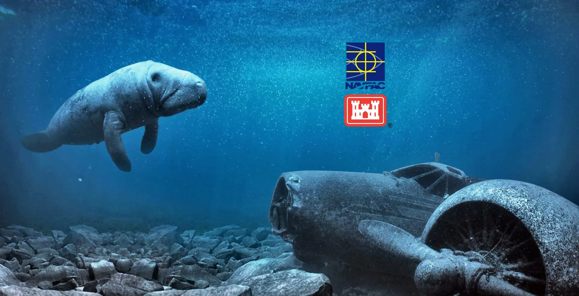 West Indian Manatee Observer