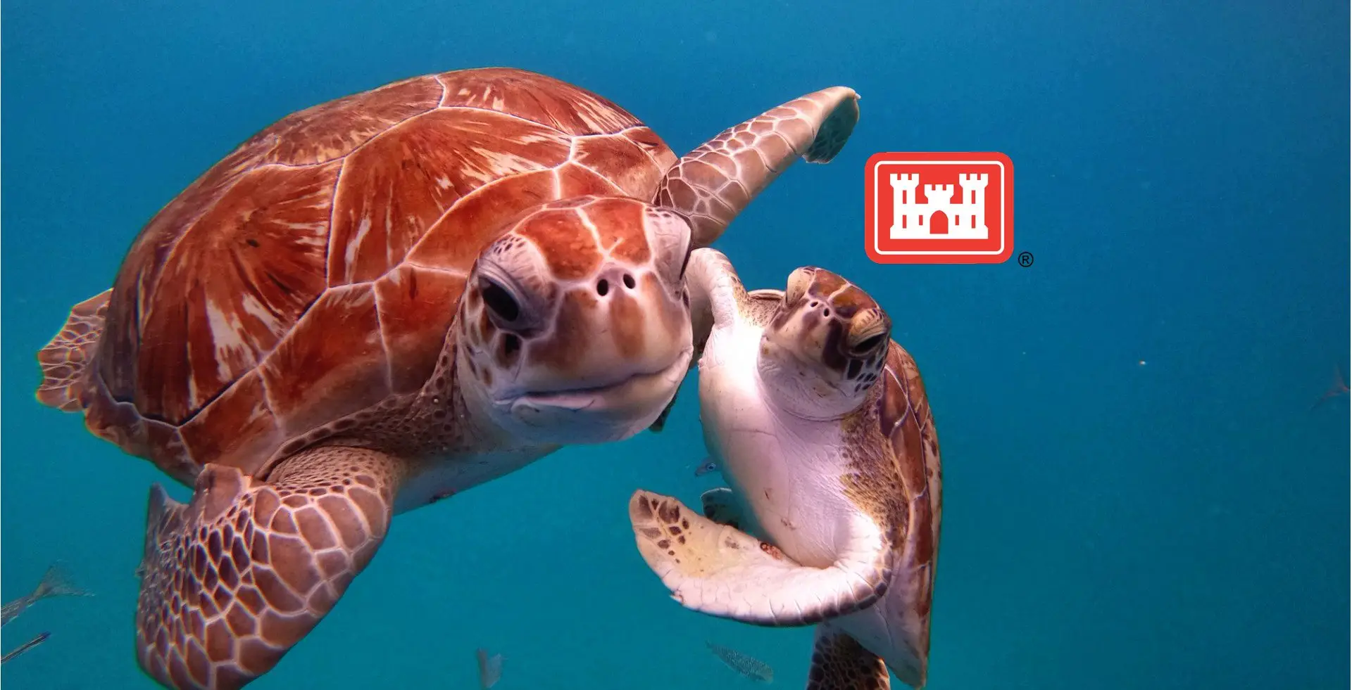 Sea Turtle Monitor for Construction