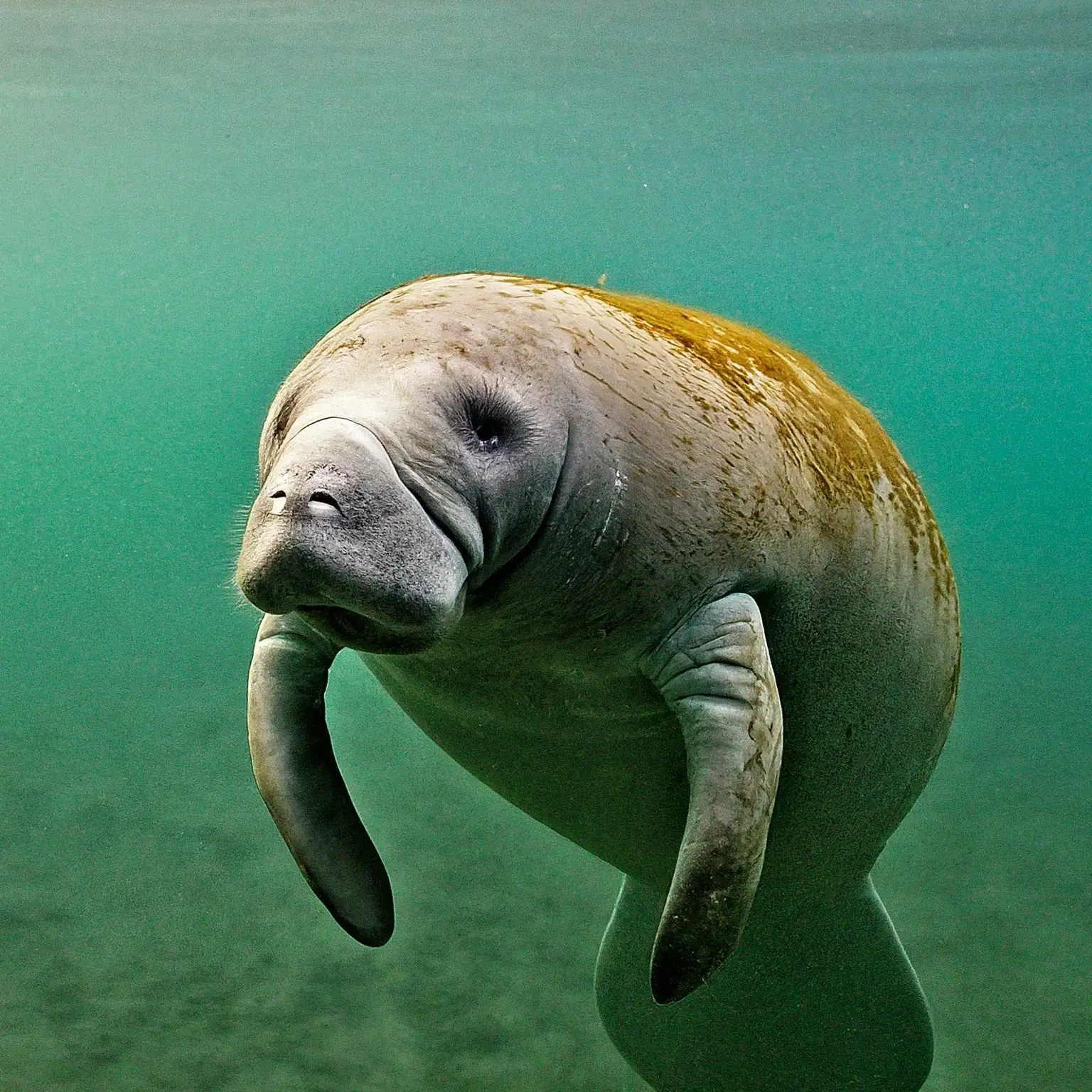 West Indian Manatee Observer