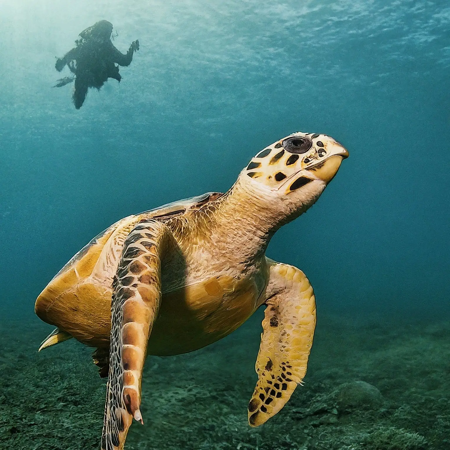 Protecting Sea Turtles